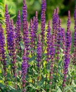 Garden Goods Direct Salvia Caradonna