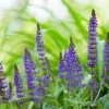 Garden Goods Direct Perennials May Night Salvia