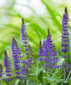 Garden Goods Direct Perennials May Night Salvia