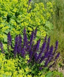 Garden Goods Direct Perennials May Night Salvia