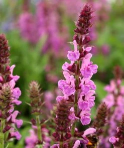 Garden Goods Direct Salvia Rose Marvel Perennials