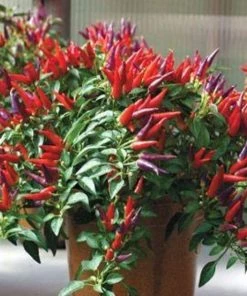 Garden Goods Direct Annuals Sangria Ornamental Pepper