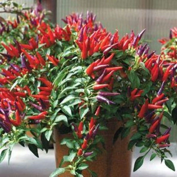 Garden Goods Direct Annuals Sangria Ornamental Pepper 2 Garden Goods Direct Annuals Sangria Ornamental Pepper