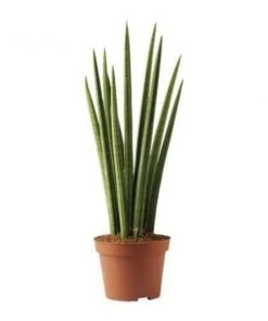Garden Goods Direct House Plants Cylindrical Snake Plant