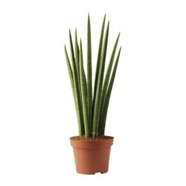 Garden Goods Direct House Plants Cylindrical Snake Plant 2 Garden Goods Direct House Plants Cylindrical Snake Plant