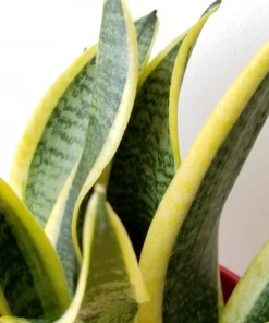 Garden Goods Direct Sansevieria Futura Superba