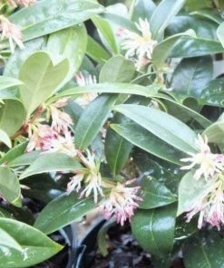 Garden Goods Direct Sarcococca Hookeriana Shrubs