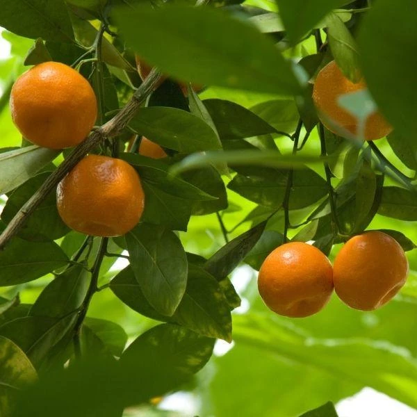 Garden Goods Direct Arctic Frost Tangerine Tree 4 Garden Goods Direct Arctic Frost Tangerine Tree