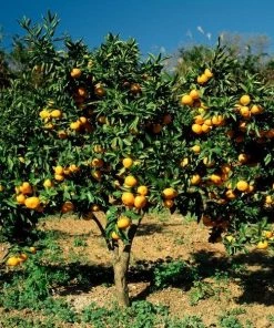 Garden Goods Direct Arctic Frost Tangerine Tree 6 Garden Goods Direct Arctic Frost Tangerine Tree