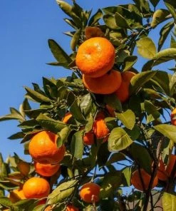 Garden Goods Direct Arctic Frost Tangerine Tree