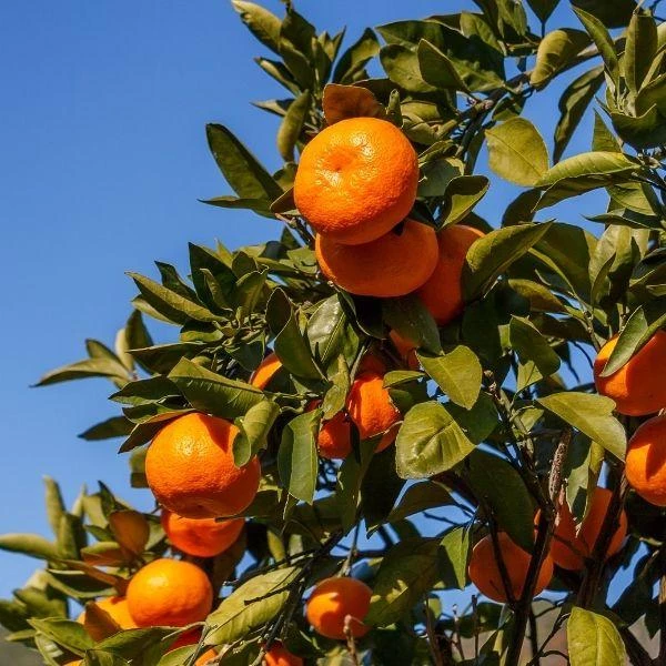 Garden Goods Direct Arctic Frost Tangerine Tree 2 Garden Goods Direct Arctic Frost Tangerine Tree