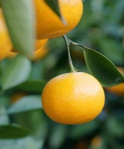 Garden Goods Direct Arctic Frost Tangerine Tree