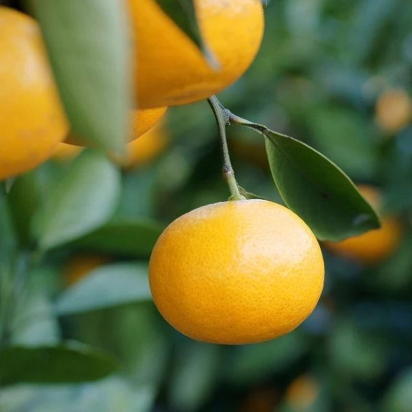 Garden Goods Direct Arctic Frost Tangerine Tree 1 Garden Goods Direct Arctic Frost Tangerine Tree