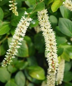 Garden Goods Direct Shrubs Proven Winners® Color Choice® Scentlandia® Itea