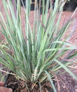 Garden Goods Direct Perennials Standing Ovation Little Bluestem