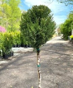 Garden Goods Direct Trees Sea Green Juniper One Ball Topiary