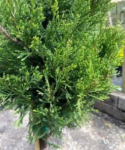 Garden Goods Direct Trees Sea Green Juniper One Ball Topiary