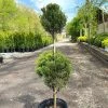 Garden Goods Direct Sea Green Juniper Two Ball Topiary