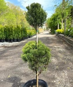 Garden Goods Direct Sea Green Juniper Two Ball Topiary
