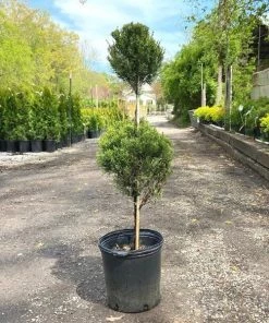 Garden Goods Direct Sea Green Juniper Two Ball Topiary 5 Garden Goods Direct Sea Green Juniper Two Ball Topiary