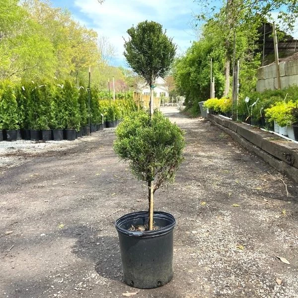 Garden Goods Direct Sea Green Juniper Two Ball Topiary 3 Garden Goods Direct Sea Green Juniper Two Ball Topiary
