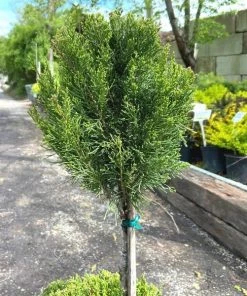 Garden Goods Direct Sea Green Juniper Two Ball Topiary