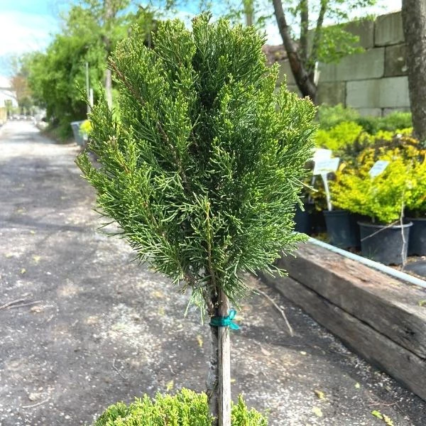 Garden Goods Direct Sea Green Juniper Two Ball Topiary 2 Garden Goods Direct Sea Green Juniper Two Ball Topiary