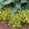 Garden Goods Direct Sedum Angelina