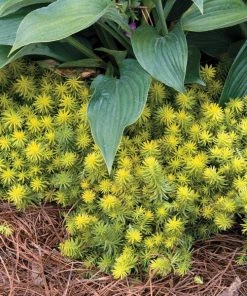 Garden Goods Direct Sedum Angelina