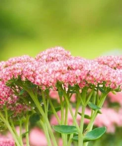 Garden Goods Direct Sedum Autumn Fire Perennials