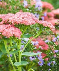 Garden Goods Direct Sedum Autumn Fire Perennials