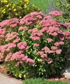 Garden Goods Direct Perennials Sedum Autumn Joy 6 Garden Goods Direct Perennials Sedum Autumn Joy