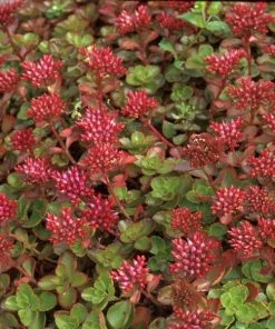 Garden Goods Direct Sedum Fuldaglut Perennials 7 Garden Goods Direct Sedum Fuldaglut Perennials