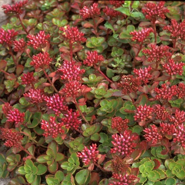Garden Goods Direct Sedum Fuldaglut Perennials 4 Garden Goods Direct Sedum Fuldaglut Perennials