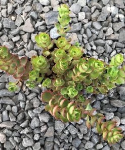 Garden Goods Direct Sedum Fuldaglut Perennials 6 Garden Goods Direct Sedum Fuldaglut Perennials