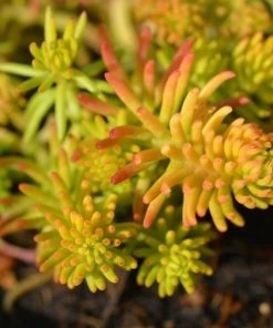 Garden Goods Direct Sedum Angelina