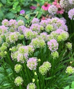 Garden Goods Direct Allium Serendipity Perennials
