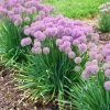 Garden Goods Direct Allium Serendipity Perennials