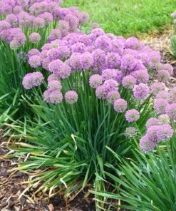 Garden Goods Direct Allium Serendipity Perennials