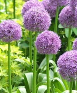 Garden Goods Direct Allium Serendipity Perennials
