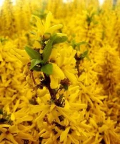 Garden Goods Direct Proven Winners® Color Choice® Show Off® Sugar Baby® Forsythia