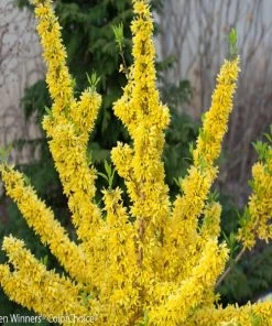 Garden Goods Direct Proven Winners® Color Choice® Show Off Starlet® Forsythia Shrubs