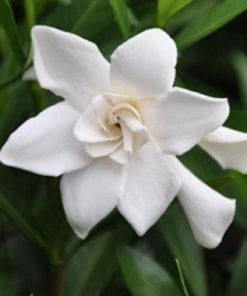 Garden Goods Direct Gardenia Frost Proof 7 Garden Goods Direct Gardenia Frost Proof