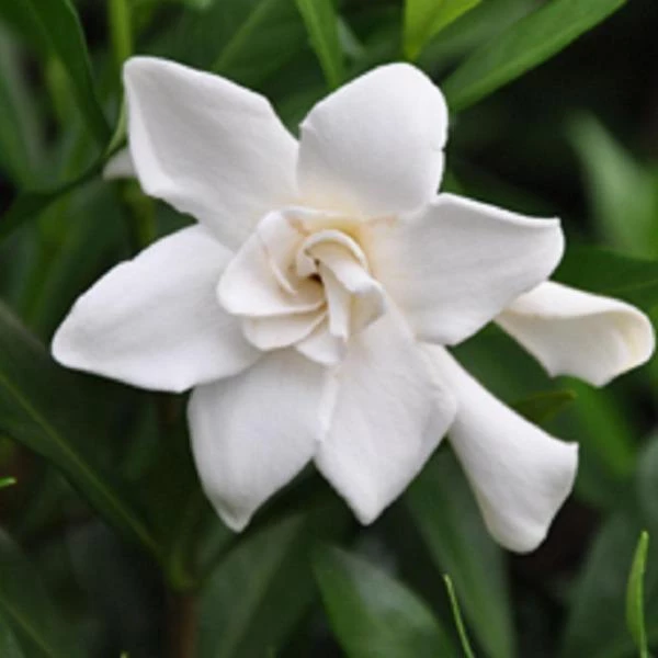 Garden Goods Direct Gardenia Frost Proof 4 Garden Goods Direct Gardenia Frost Proof