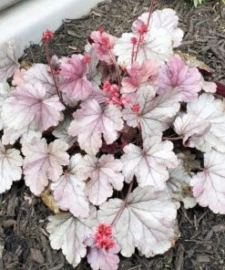Garden Goods Direct Heuchera Dolce Silver Gumdrop