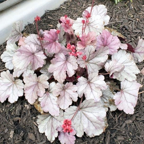 Garden Goods Direct Heuchera Dolce Silver Gumdrop 2 Garden Goods Direct Heuchera Dolce Silver Gumdrop