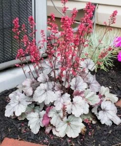 Garden Goods Direct Heuchera Dolce Silver Gumdrop