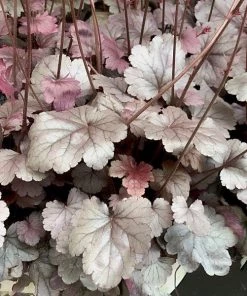 Garden Goods Direct Heuchera Dolce Silver Gumdrop 6 Garden Goods Direct Heuchera Dolce Silver Gumdrop