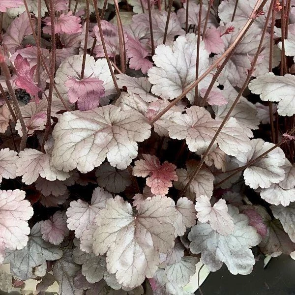 Garden Goods Direct Heuchera Dolce Silver Gumdrop 3 Garden Goods Direct Heuchera Dolce Silver Gumdrop