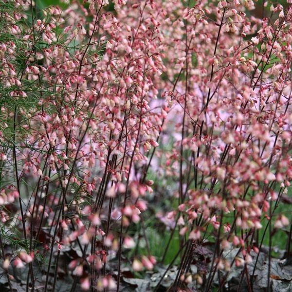 Garden Goods Direct Heuchera Dolce Silver Gumdrop 4 Garden Goods Direct Heuchera Dolce Silver Gumdrop